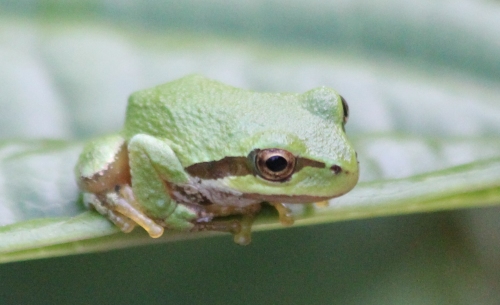 Pacific Tree Frog